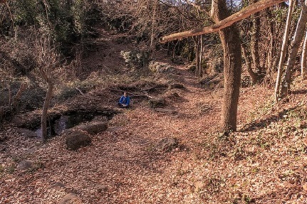 Paseos Meditativos en Bosque